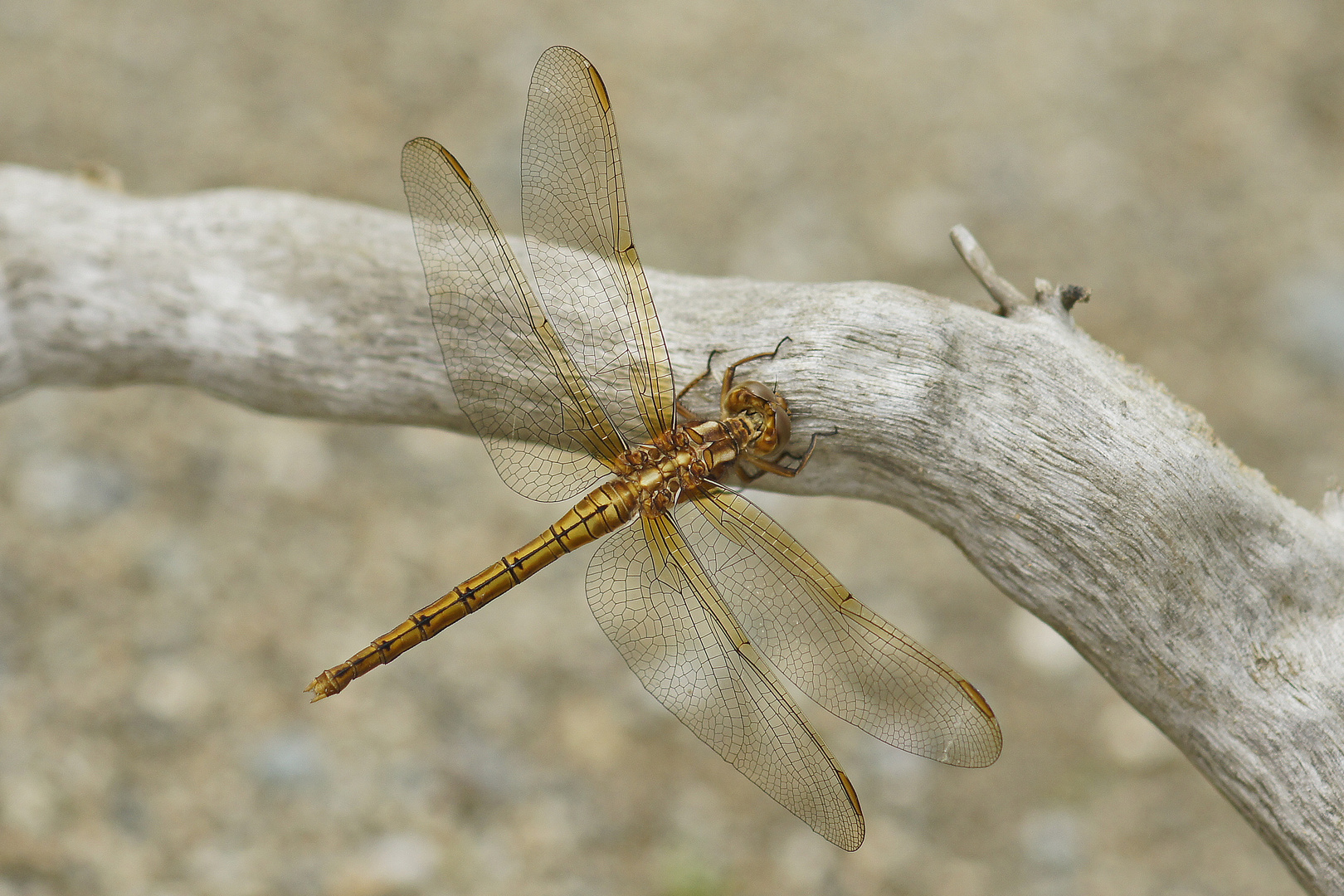 Kleiner Blaupfeil (Orthetrum coerulescens), junges Weibchen