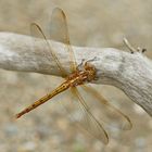 Kleiner Blaupfeil (Orthetrum coerulescens), junges Weibchen