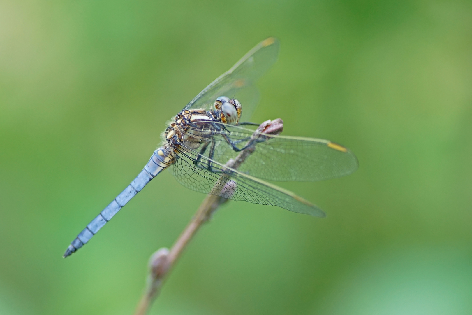 Kleiner Blaupfeil (Orthetrum coerulescens), Männchen