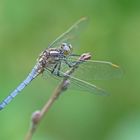 Kleiner Blaupfeil (Orthetrum coerulescens), Männchen