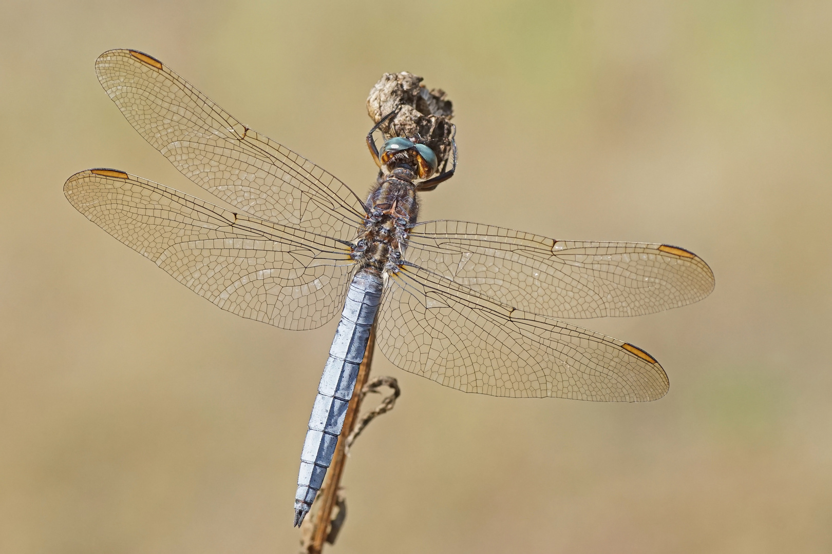 Kleiner Blaupfeil (Orthetrum coerulescens), Männchen