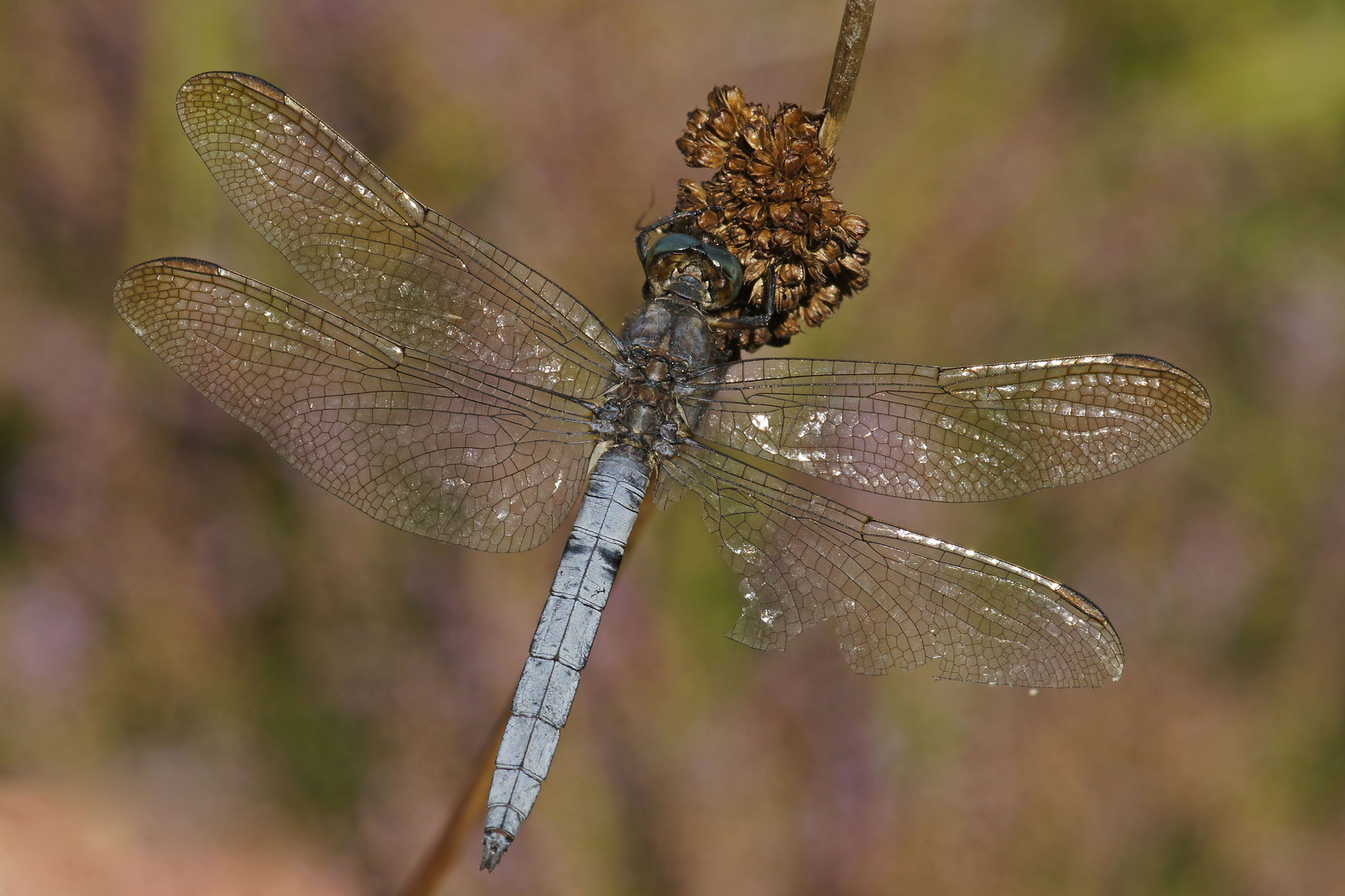 Kleiner Blaupfeil (Orthetrum coerulescens), Männchen