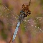 Kleiner Blaupfeil (Orthetrum coerulescens), Männchen