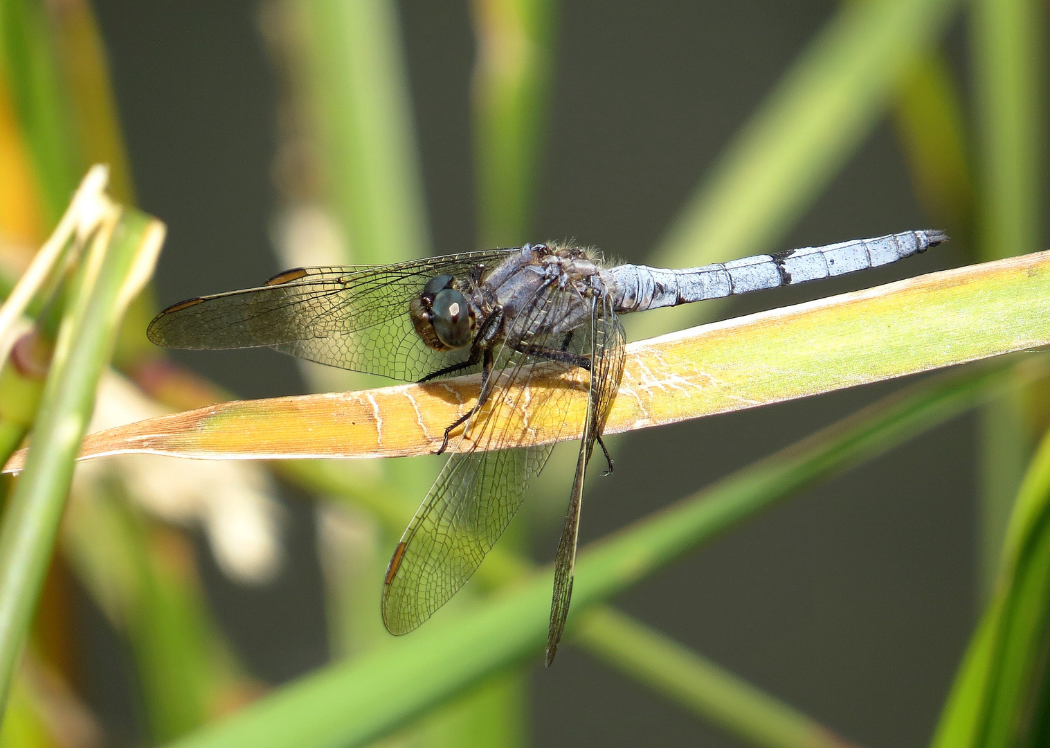 Kleiner Blaupfeil (Orthetrum coerulescens), Männchen