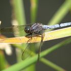 Kleiner Blaupfeil (Orthetrum coerulescens), Männchen