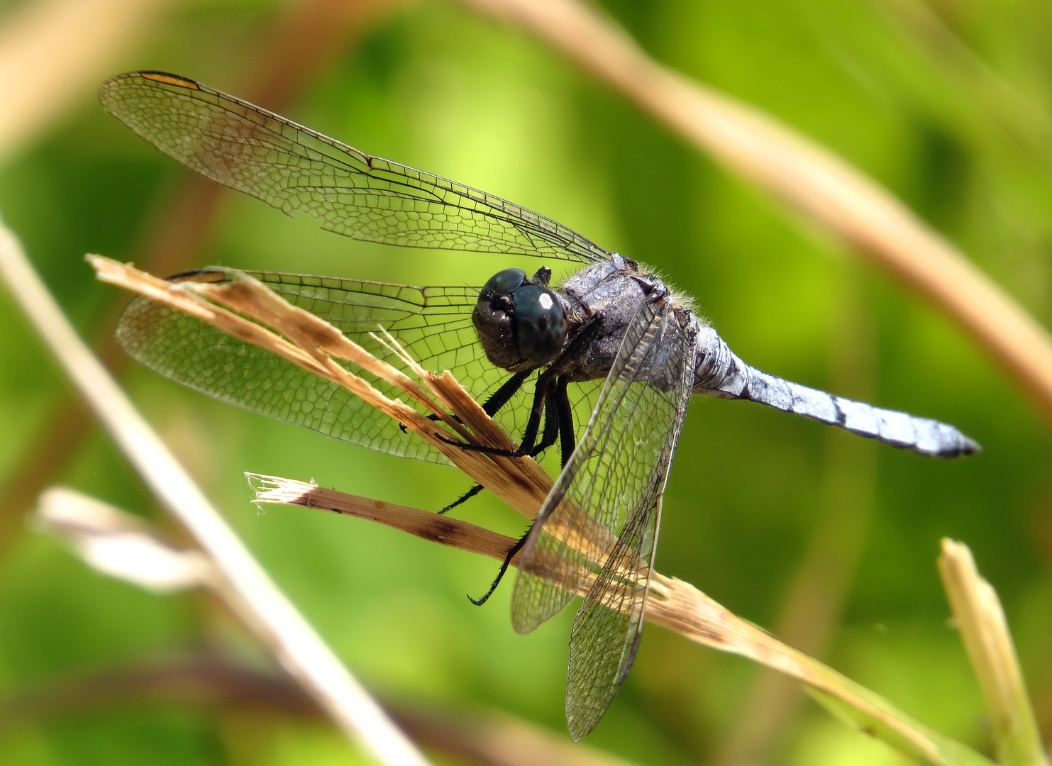 Kleiner Blaupfeil (Orthetrum coerulescens), Männchen