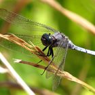 Kleiner Blaupfeil (Orthetrum coerulescens), Männchen