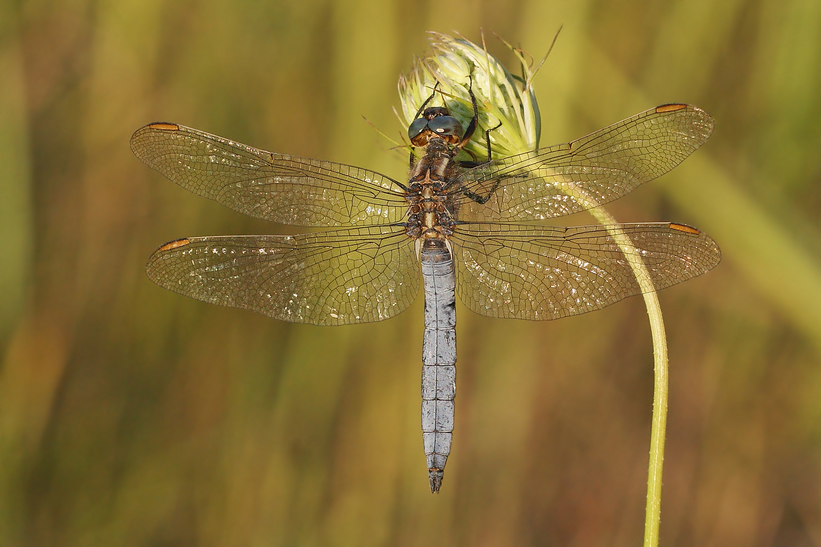 Kleiner Blaupfeil (Orthetrum coerulescens), Männchen