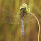 Kleiner Blaupfeil (Orthetrum coerulescens), Männchen