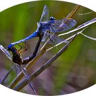 Kleiner Blaupfeil (Orthetrum coerulescens) Paarung