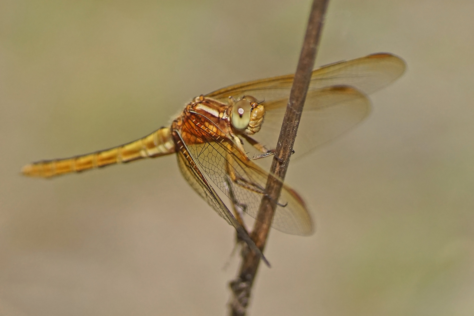 Kleiner Blaupfeil (Orthetrum coerulescens), Weibchen