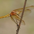 Kleiner Blaupfeil (Orthetrum coerulescens), Weibchen