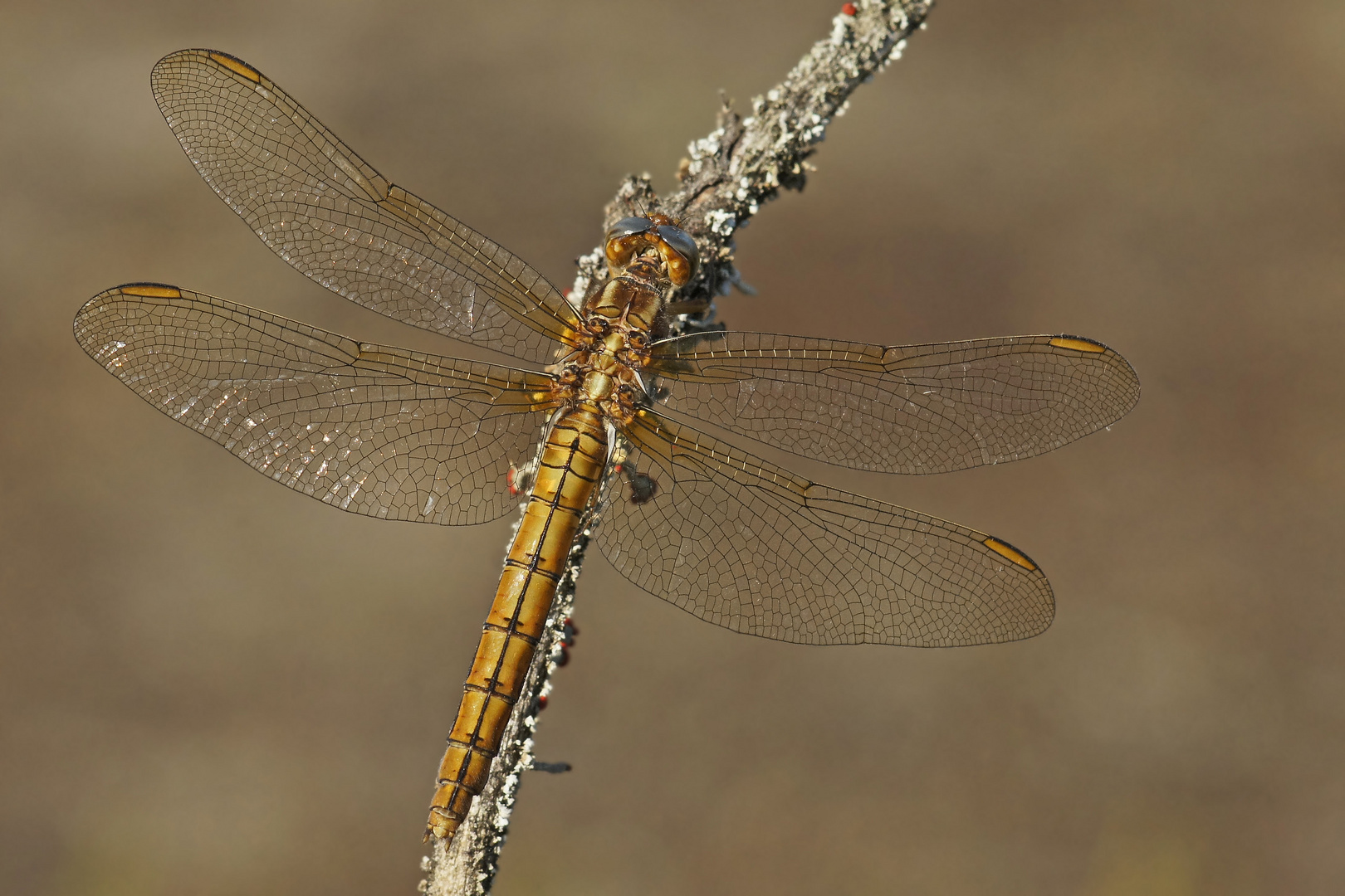 Kleiner Blaupfeil (Orthetrum coerulescens), Weibchen