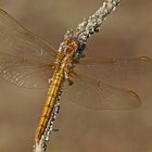 Kleiner Blaupfeil (Orthetrum coerulescens), Weibchen