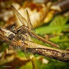 Kleiner Blaupfeil (Orthetrum coerulescens) Weibchen