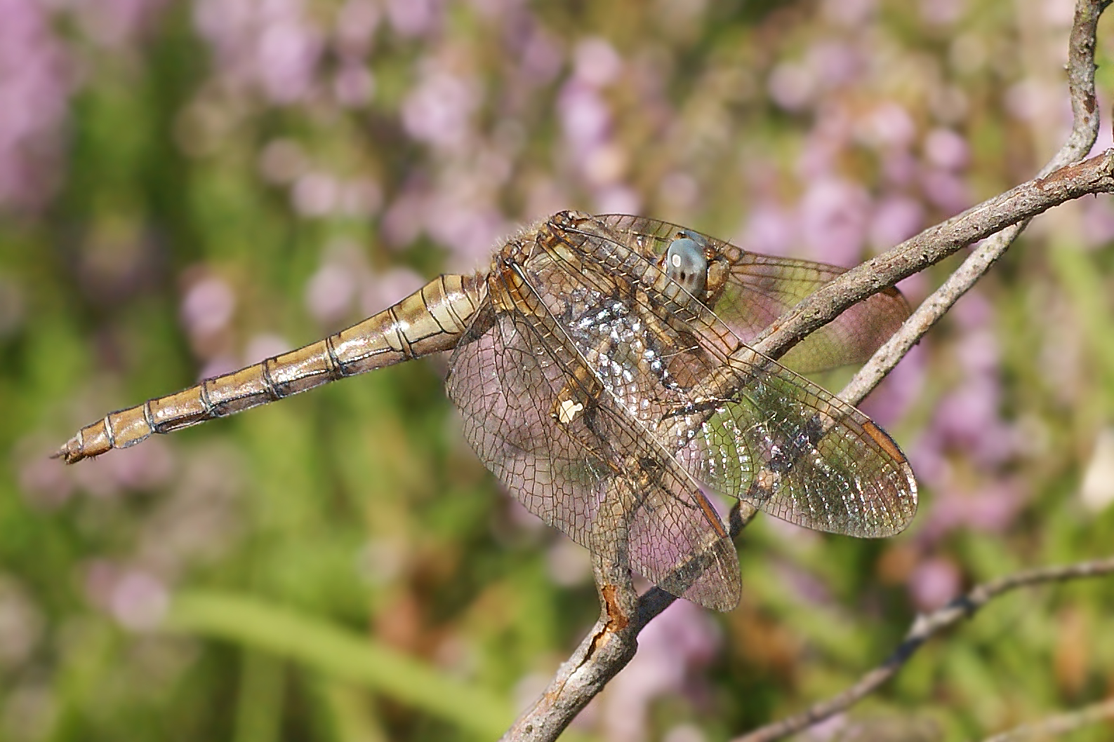 Kleiner Blaupfeil (Orthetrum coerulescens), Weibchen