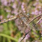 Kleiner Blaupfeil (Orthetrum coerulescens), Weibchen