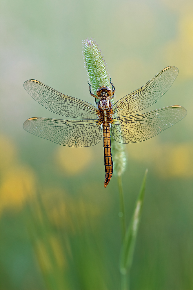 Kleiner Blaupfeil – Orthetrum coerulescens ,Weibchen