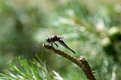 Kleiner Blaupfeil, vermutlich