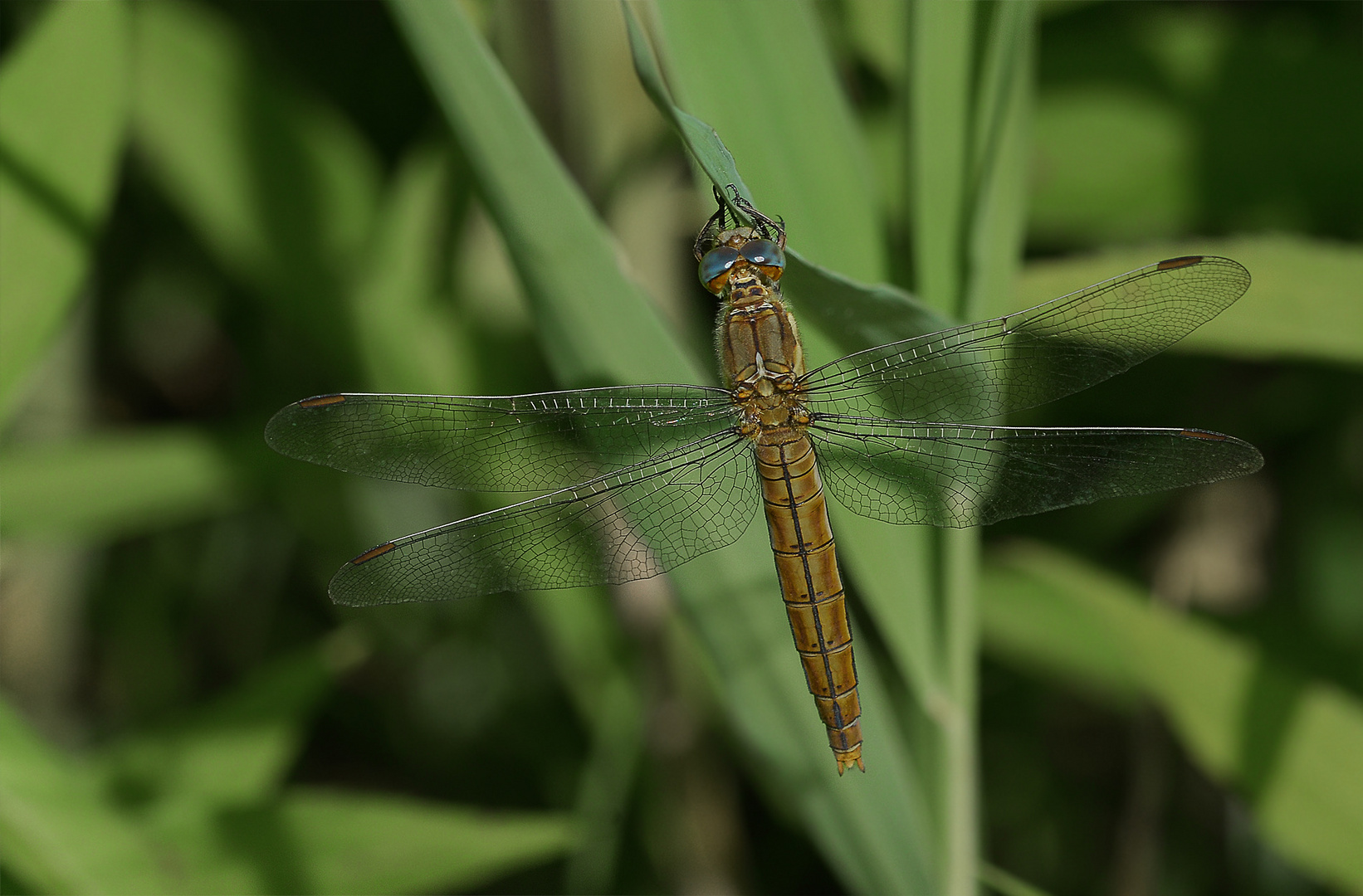 Kleiner Blaupfeil, Weibbchen