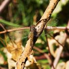 Kleiner Blaupfeil,Weibchen