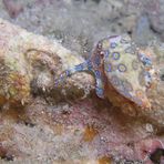 Kleiner Blauring Octopus