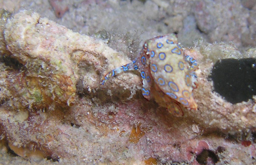 Kleiner Blauring Octopus