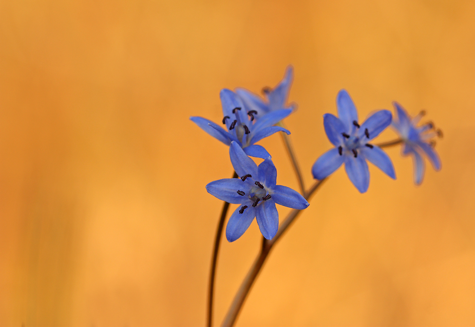 Kleiner Blaustern