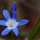 Kleiner Blaustern