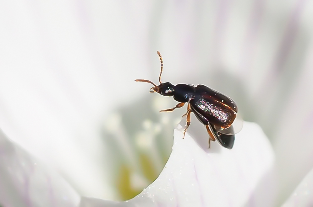 Kleiner Blütenkurzflügler (Eusphalerum minutum)