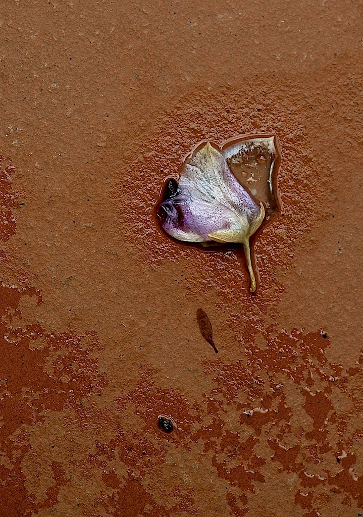 Kleiner Blütenspiegel