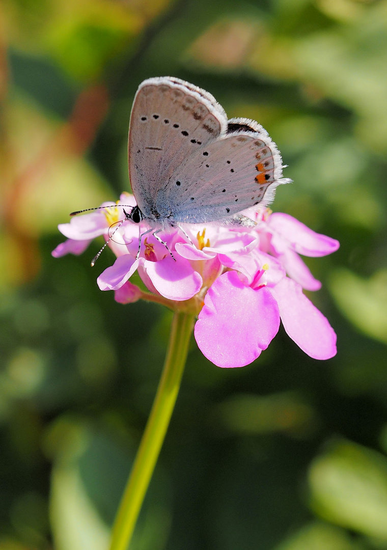 Kleiner Blumenfan .....