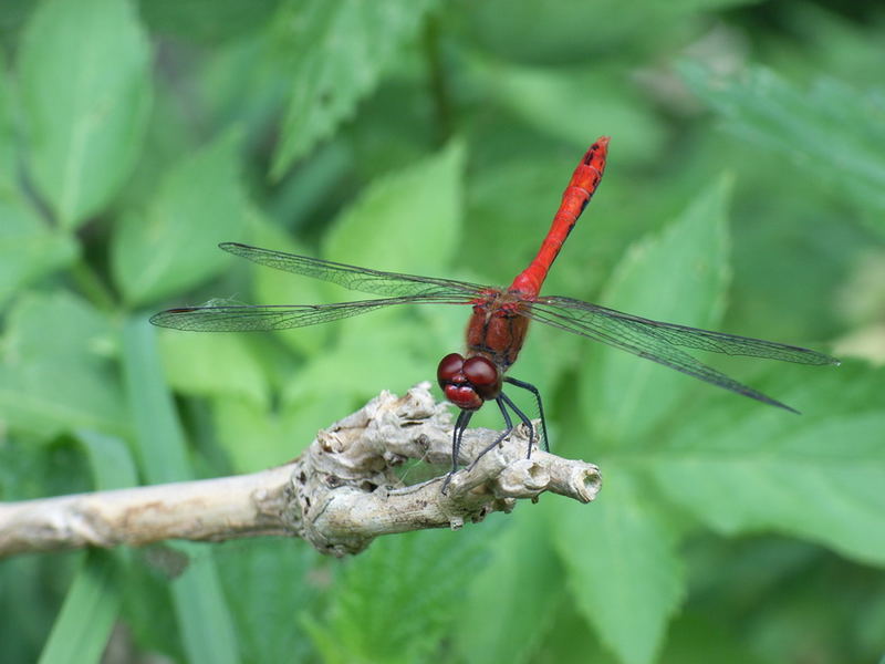 kleiner (blut-)roter Hubschrauber...