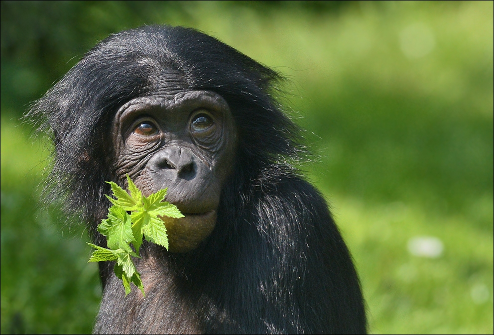 kleiner Bonobo