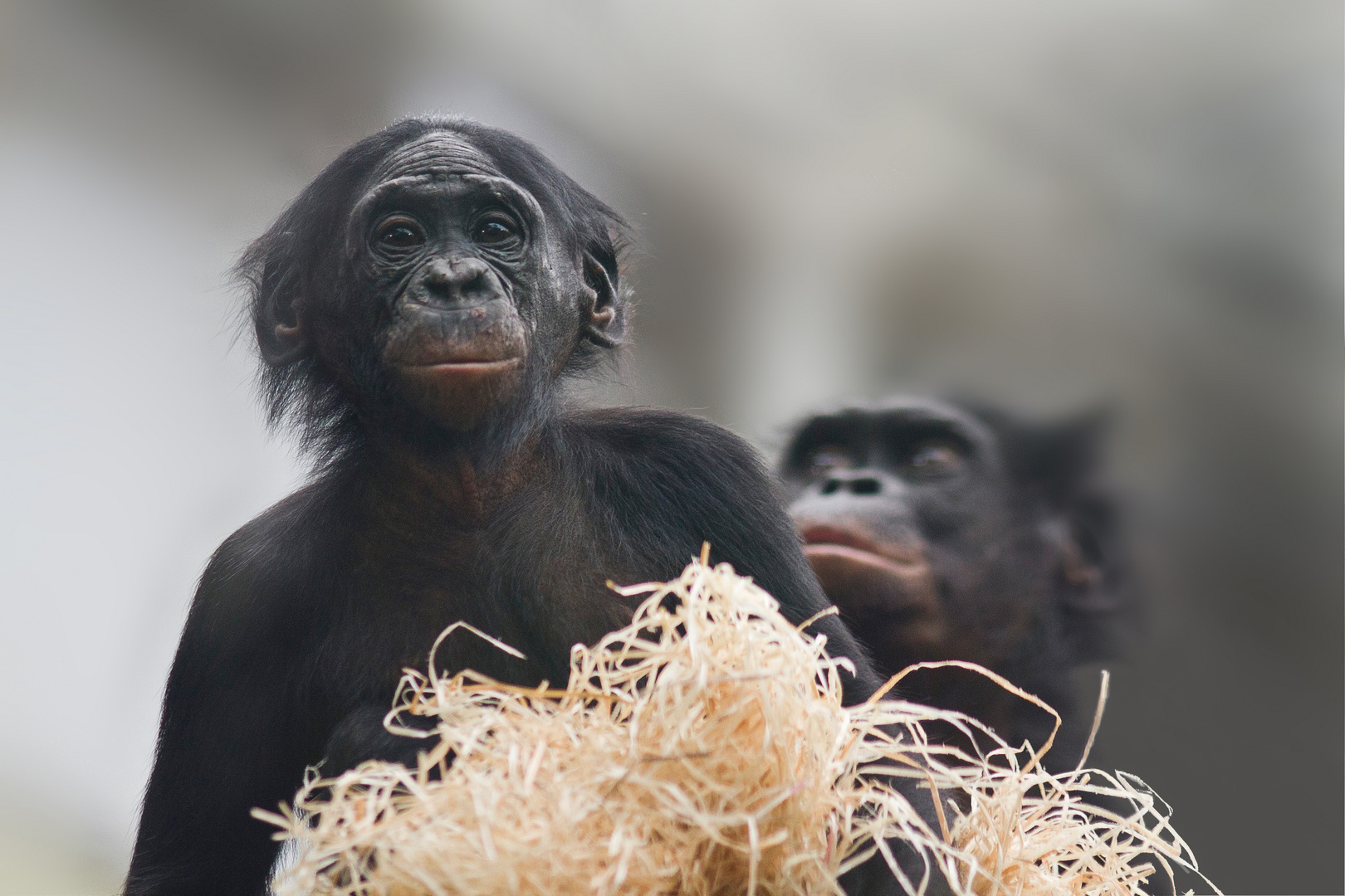 kleiner Bonobo