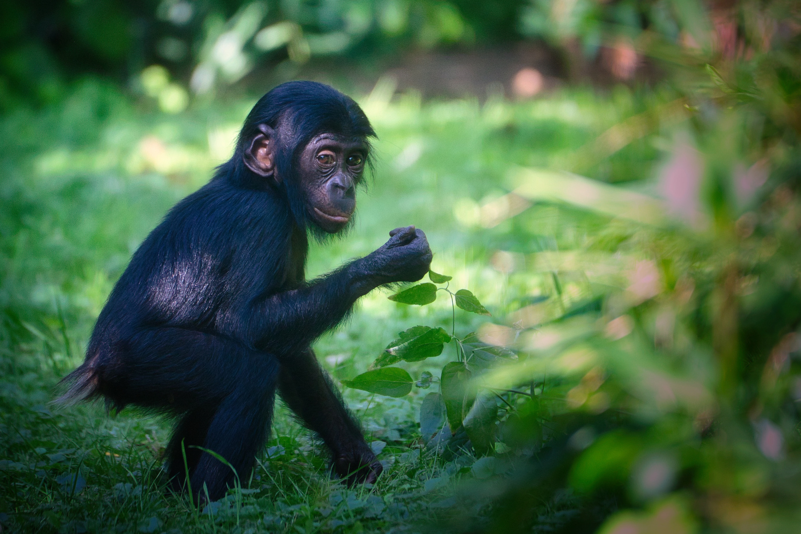 Kleiner Bonobo