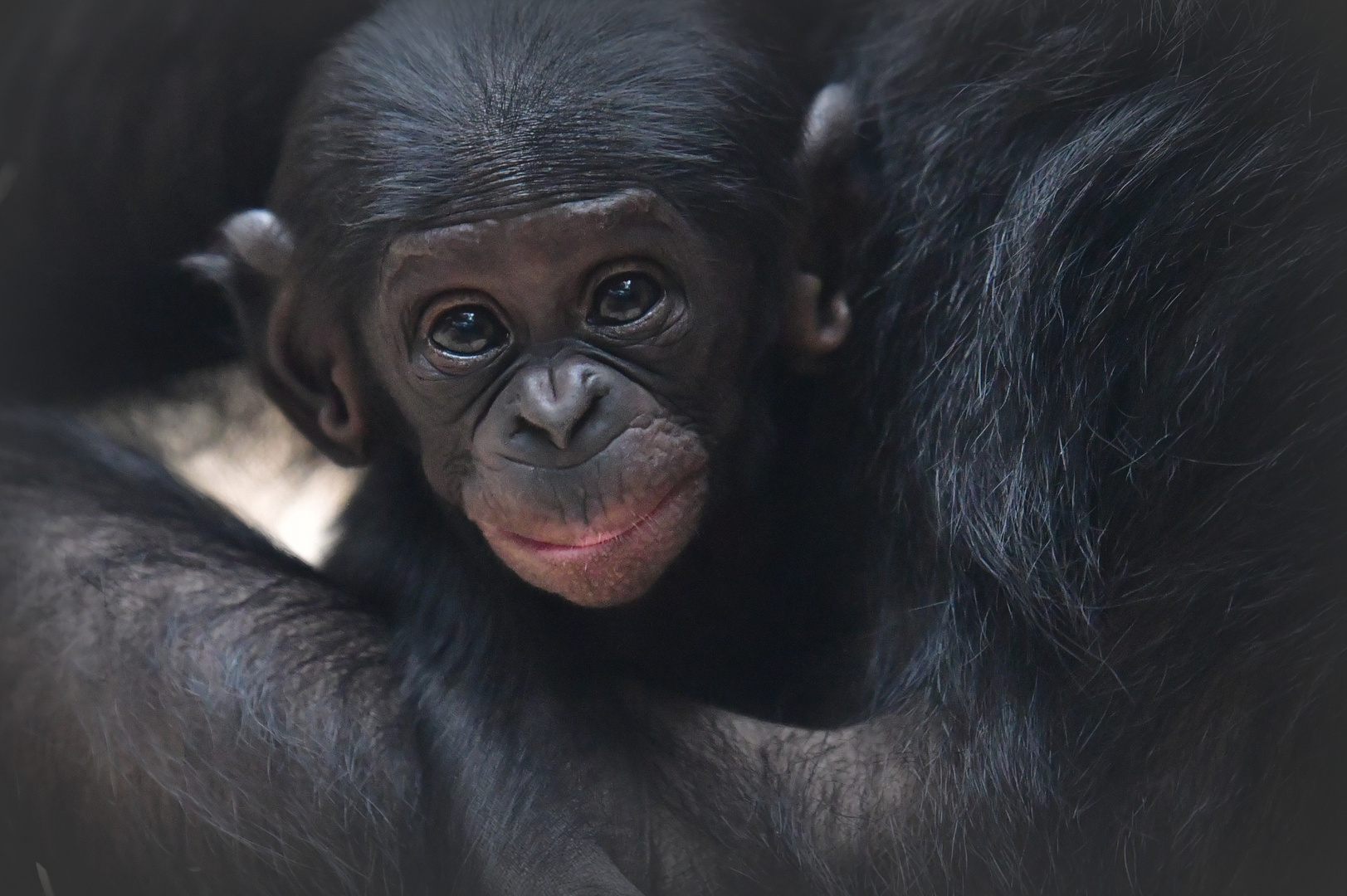 Kleiner Bonobo