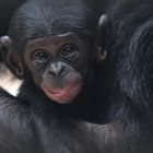 Kleiner Bonobo