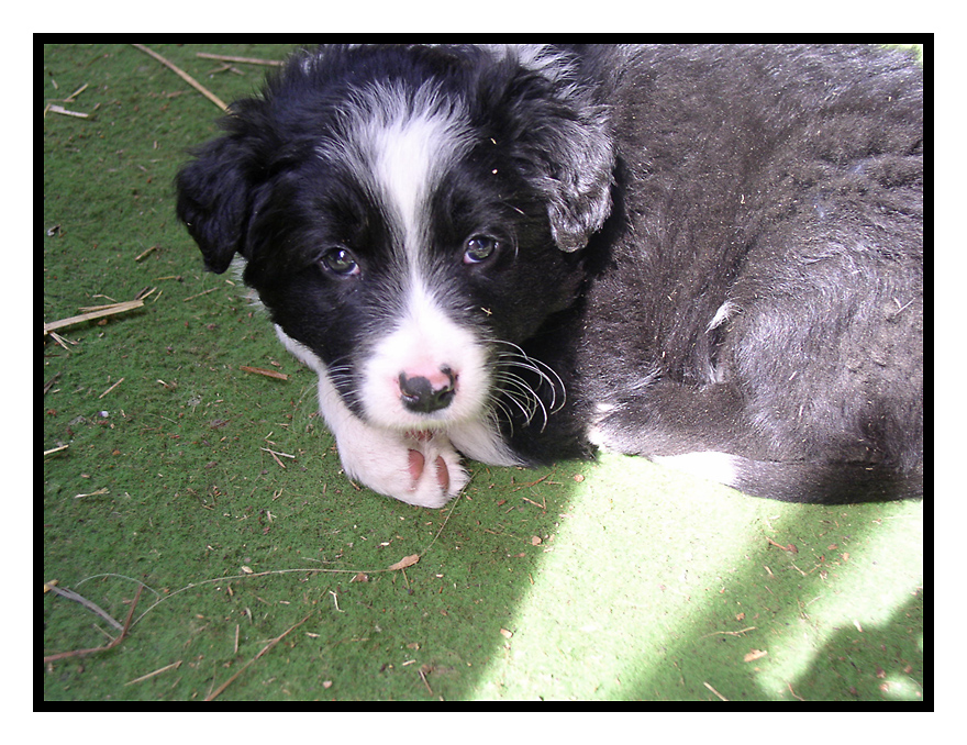 *Kleiner Border Collie*