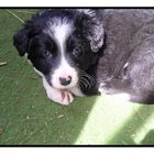 *Kleiner Border Collie*