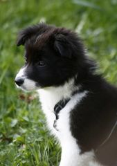 Kleiner Border Collie....