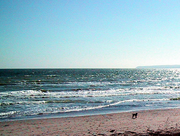 Kleiner Border-Terrier  Fietje-große Ostsee