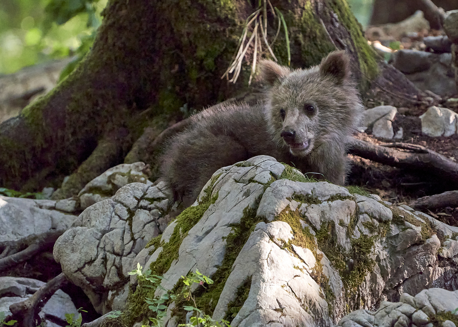 Kleiner Braunbär