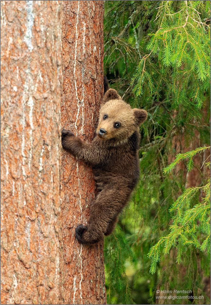 Kleiner Braunbär ganz gross....