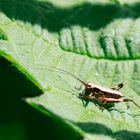 kleiner brauner Hüpfer