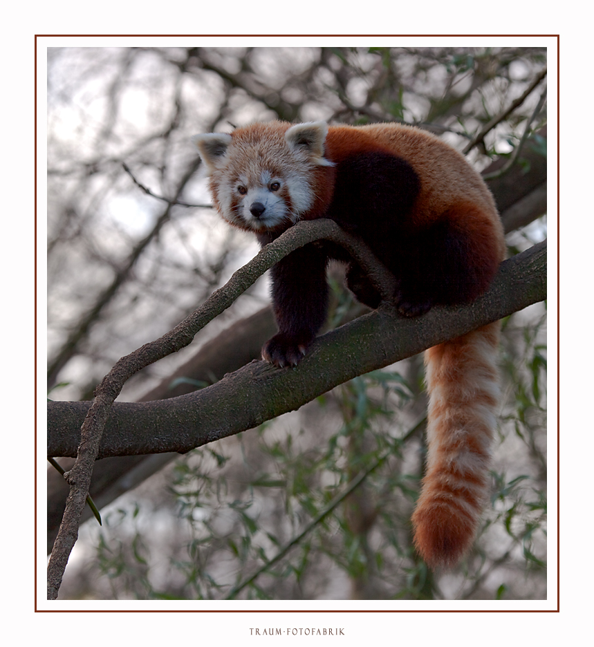 Kleiner brauner Panda