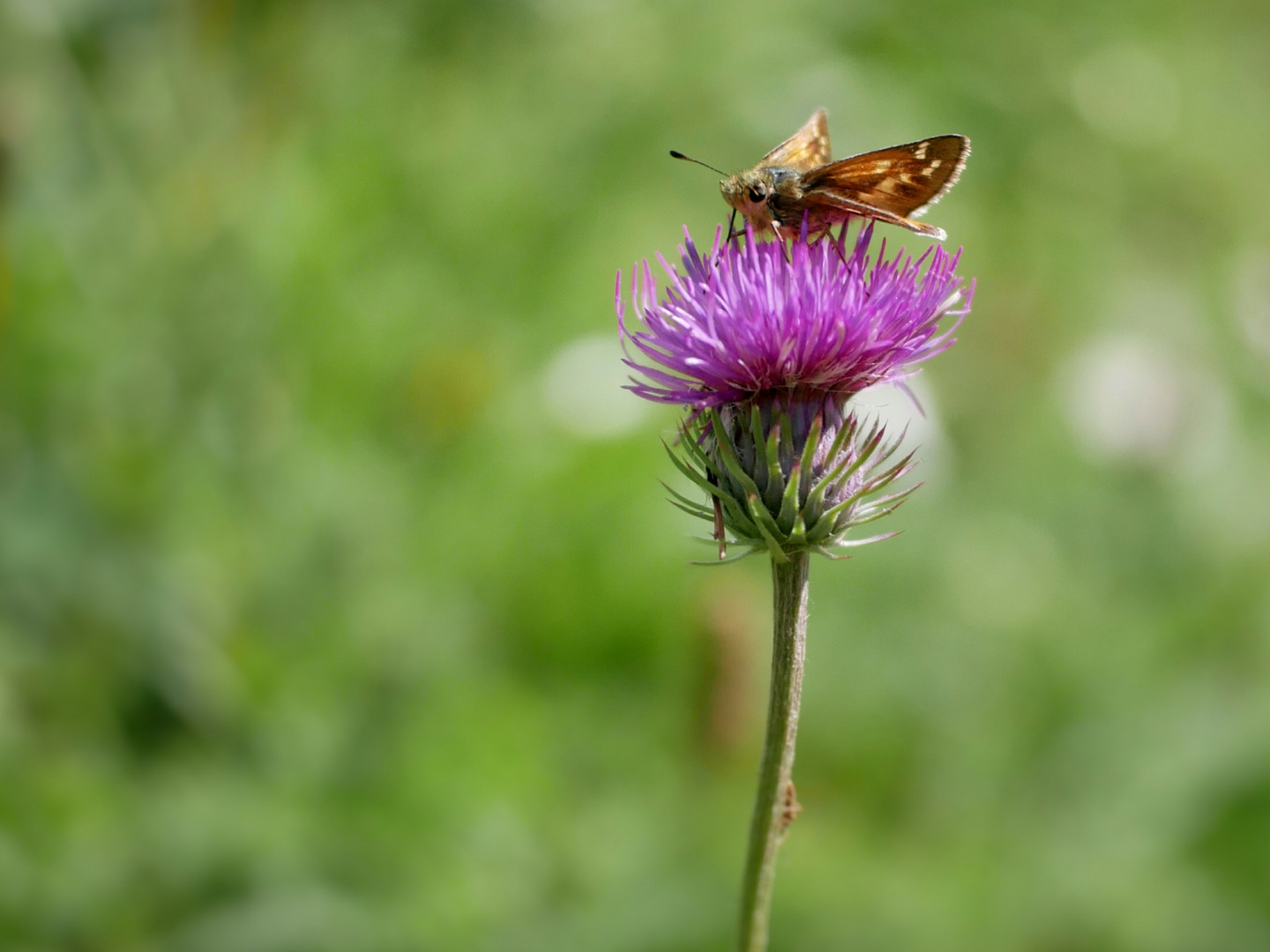 Kleiner Brummer