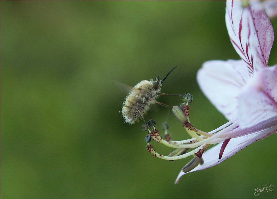 ...kleiner Brummer...