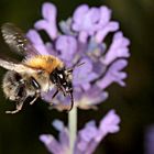 Kleiner Brummer im letzten Sommer