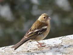 kleiner Buchfink zu Besuch